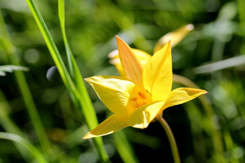 Tulipa australis  (Liliaceae)